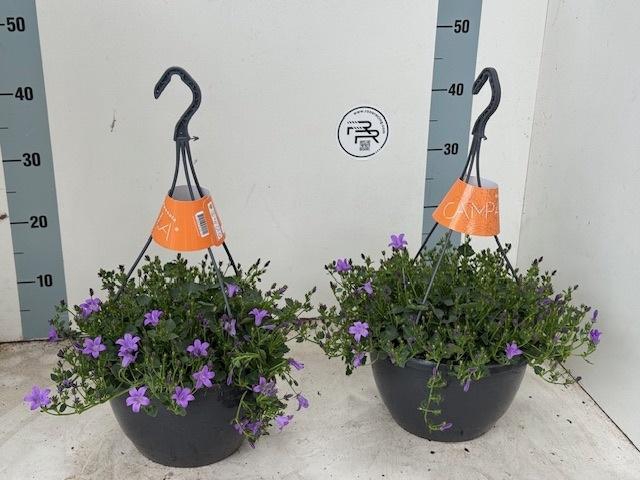 <h4>CAMP PORTENSCHLAGIAN</h4>