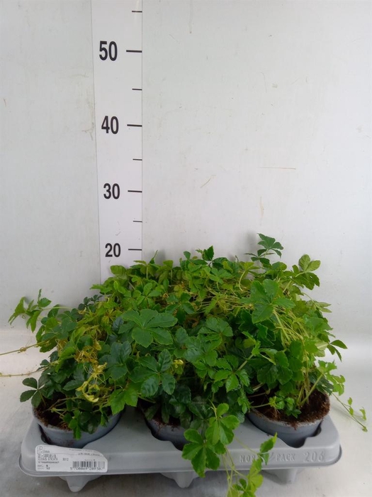 <h4>Cissus   ...</h4>