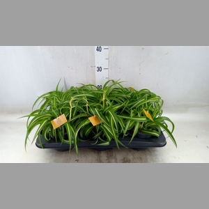 Chlorophytum com. 'Bonnie'