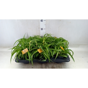 Chlorophytum com. 'Bonnie'