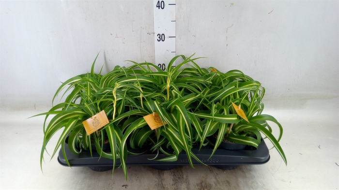 <h4>Chlorophytum com. 'Bonnie'</h4>