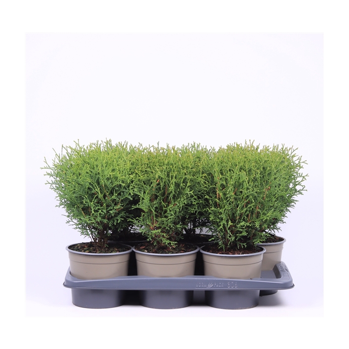 <h4>Thuja occidentalis 'Tiny Tim'</h4>