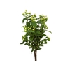 HYPERICUM 070 CM BRANCO