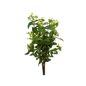 HYPERICUM 060 CM BRANCO