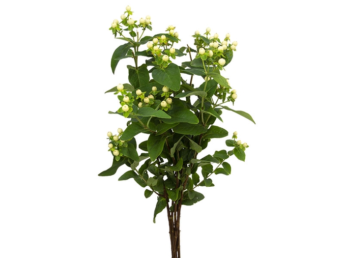 <h4>HYPERICUM 060 CM BRANCO</h4>