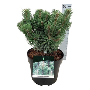 Pinus mugo 'Columnaris'