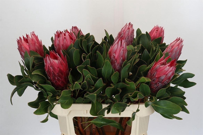 <h4>Protea Cy Madiba</h4>