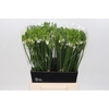 Ornithogalum Mount Fuji