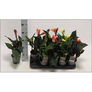 CANNA CANNOVA GEM