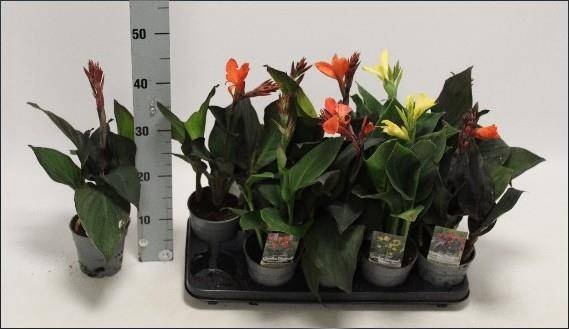 <h4>CANNA CANNOVA GEM</h4>