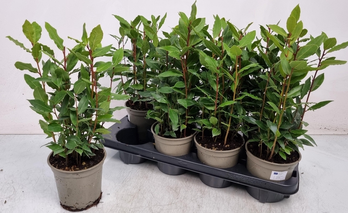 <h4>LAU NOBILIS</h4>