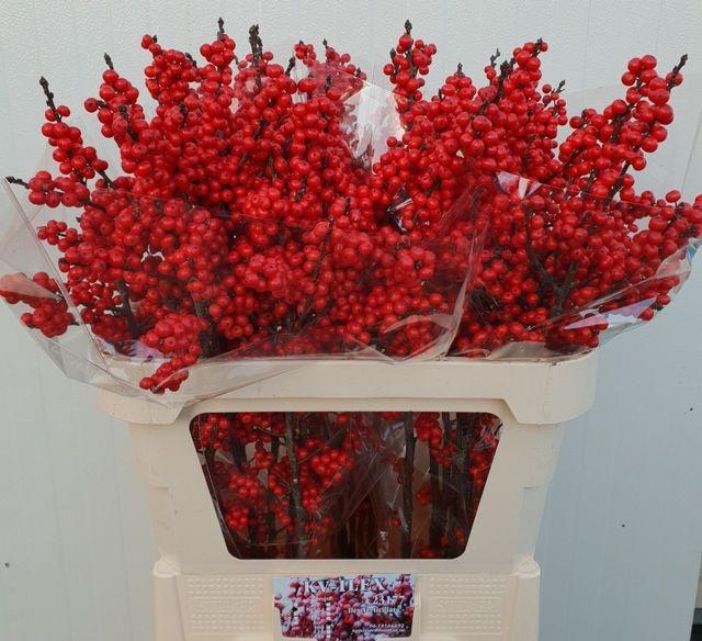 <h4>Ilex Ve Rode Bes</h4>