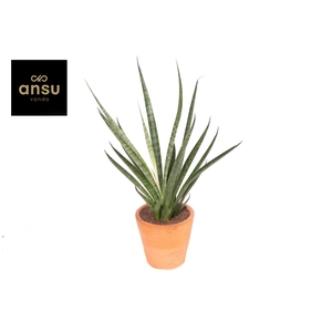 Sansevieria Comet Kichaka Terracotta