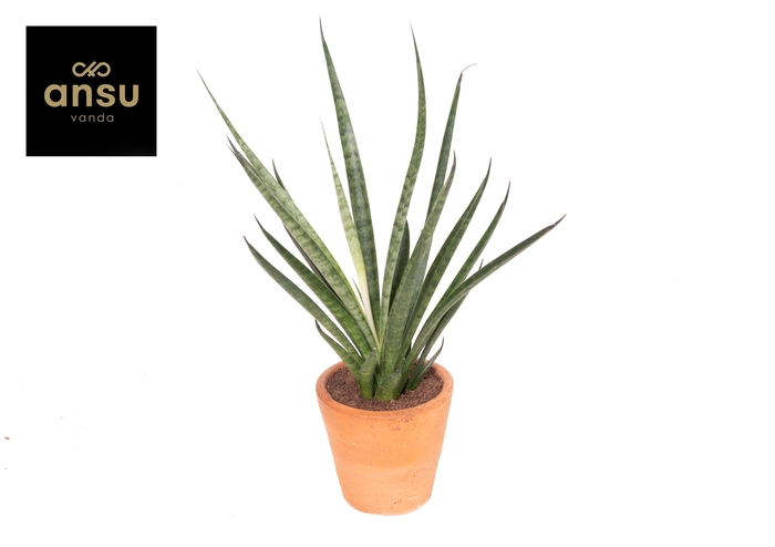 <h4>Sansevieria Comet Kichaka Terracotta</h4>