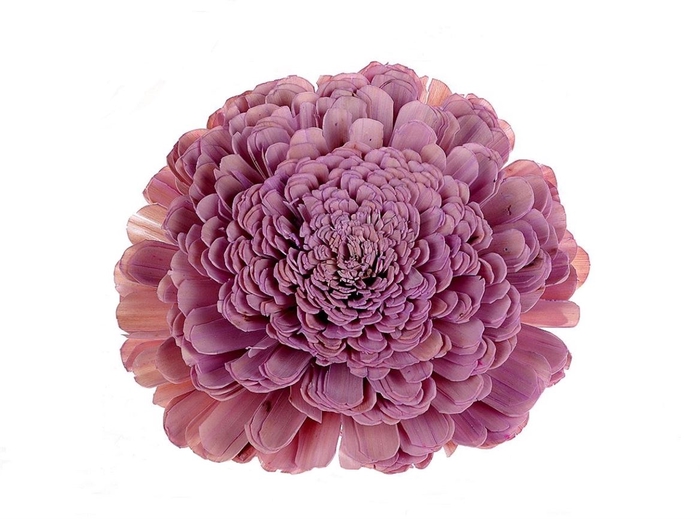 <h4>Deco Flower Lavender Head Zinnia 1pc D25 X1</h4>