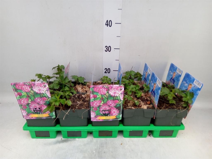 <h4>Astrantia major</h4>