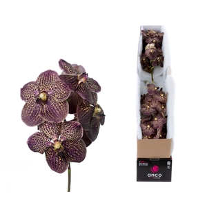 Vanda Chocolate Brown X4