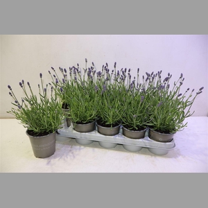 Lavan An Essence Pur