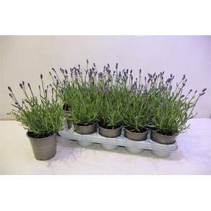 arr8 Lavan An Essence Pur