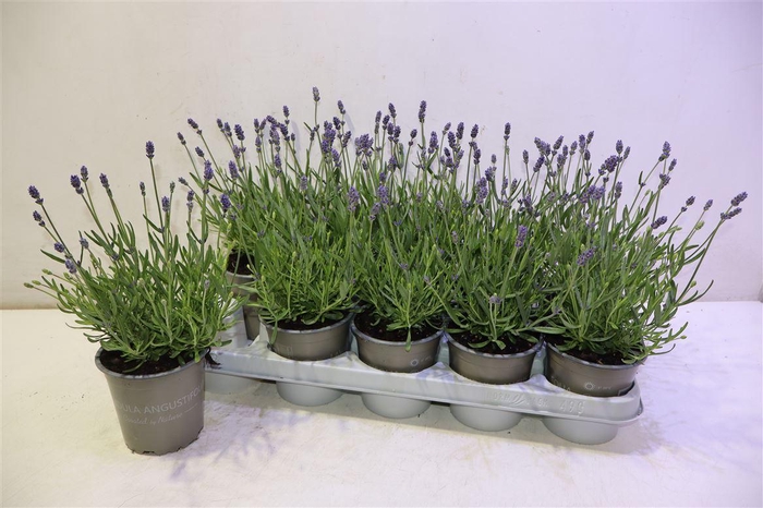 <h4>arr8 Lavan An Essence Pur</h4>