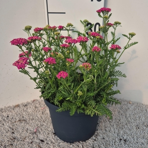 Achillea Skysail Bright Pink P19