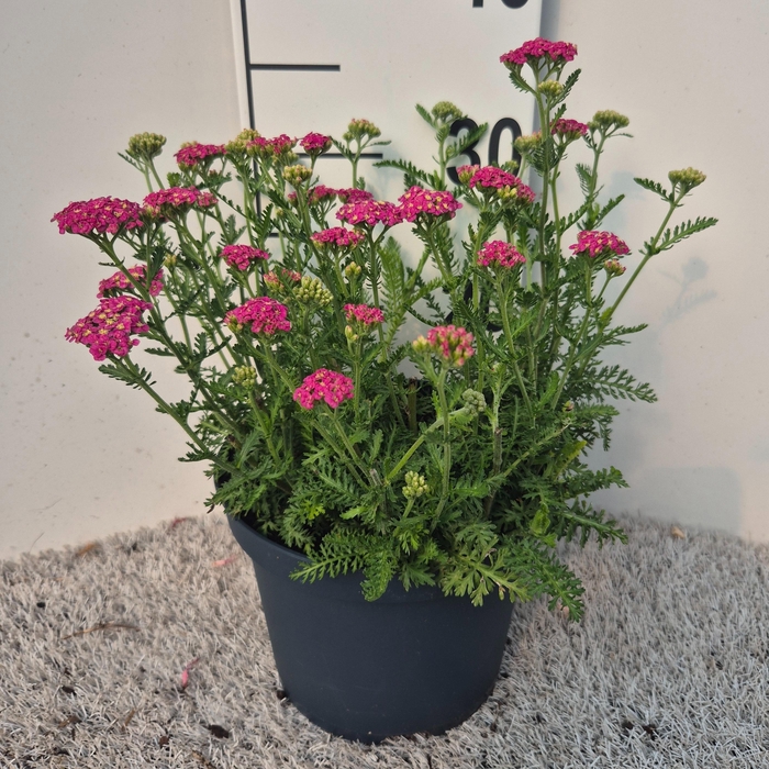 <h4>Achillea Skysail Bright Pink P19</h4>