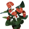ANTHURIUM PRINCE OF ORANGE P15
