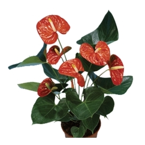 ANTH PRINCE OF ORANGE P15