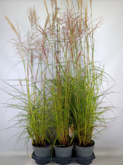 <h4>Miscanthus sin. 'Ferner Osten'</h4>