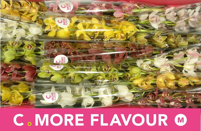 <h4>CYMB MI GEM</h4>