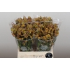 Anigozanthos Bush Blitz