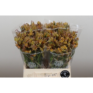 Anigozanthos Bush Blitz