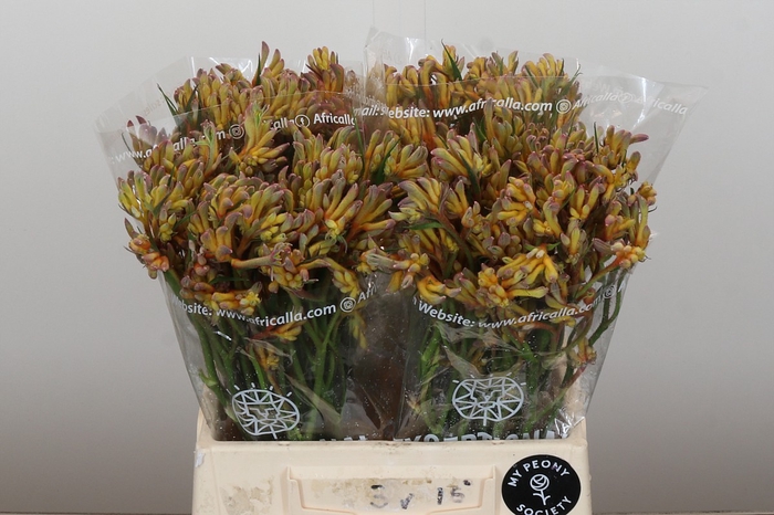Anigozanthos Bush Blitz