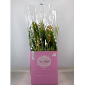 Cymbidium   ...