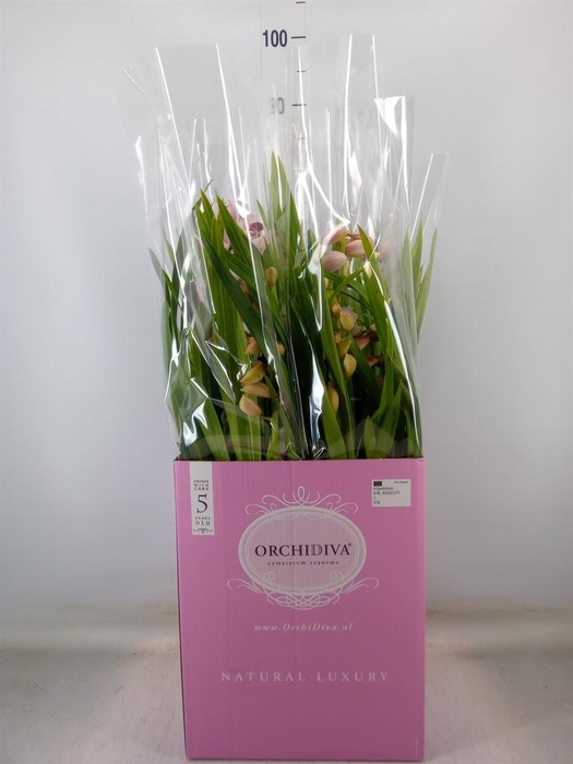 <h4>Cymbidium   ...</h4>