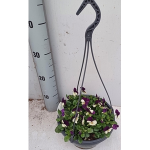 VIO CO D BL PUR WING