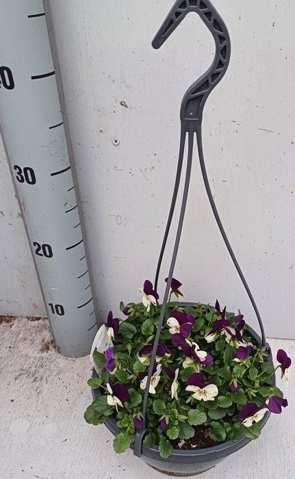 <h4>VIO CO D BL PUR WING</h4>