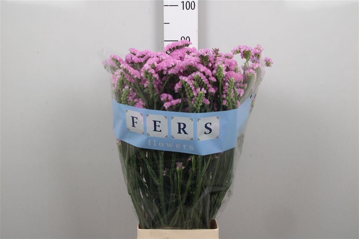 <h4>Lim S Pretty Wings</h4>