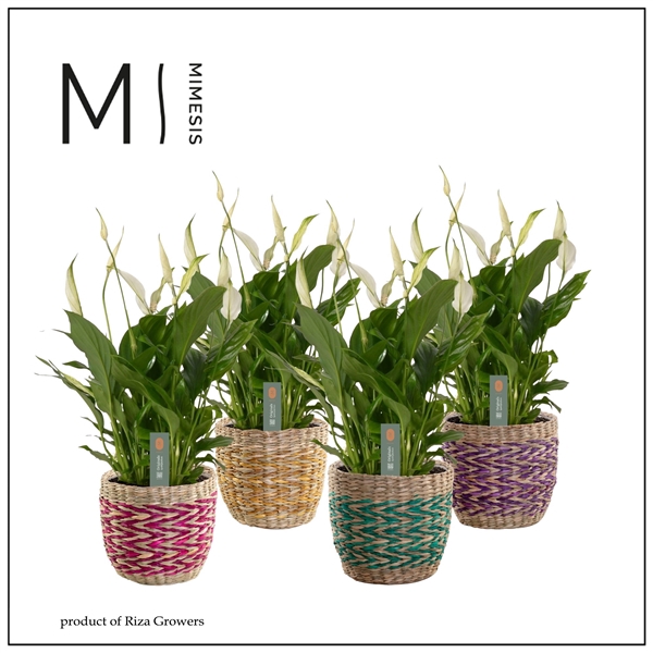 <h4>Mimesis Spathiphyllum Bellini -13 cm in Fleur - Craft World</h4>