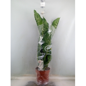 Dieffenbachia seg. 'Caiman'