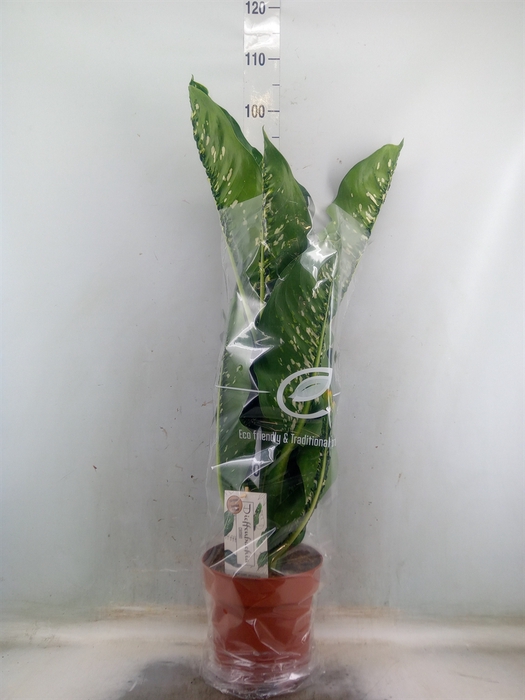 <h4>Dieffenbachia seg. 'Caiman'</h4>