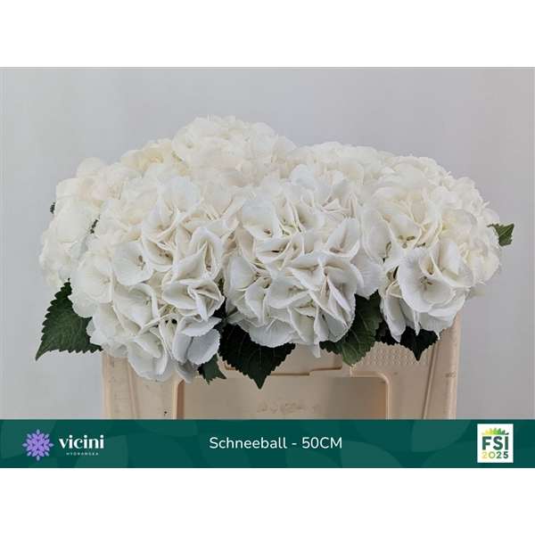 <h4>Hydr Schneeball 50 cm Vicini</h4>