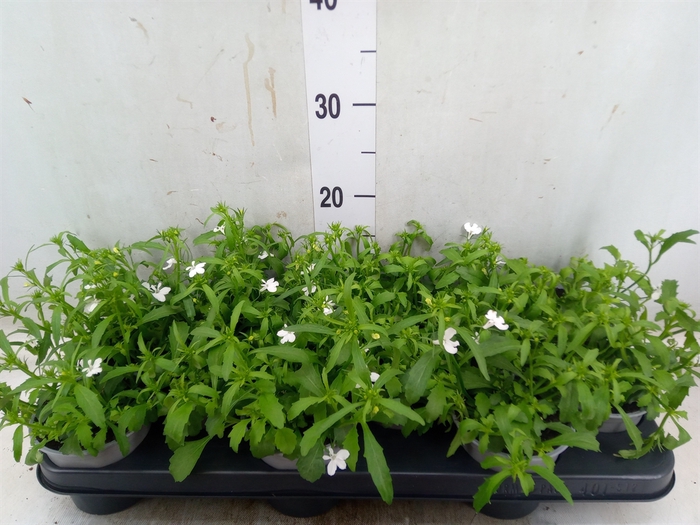 <h4>Lobelia  'Curacao Basket White'</h4>