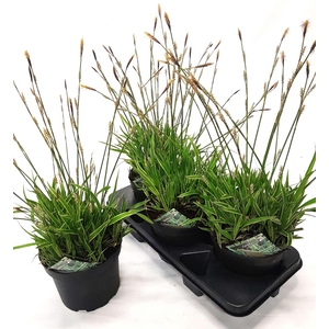 CARE MO VARIEGATA