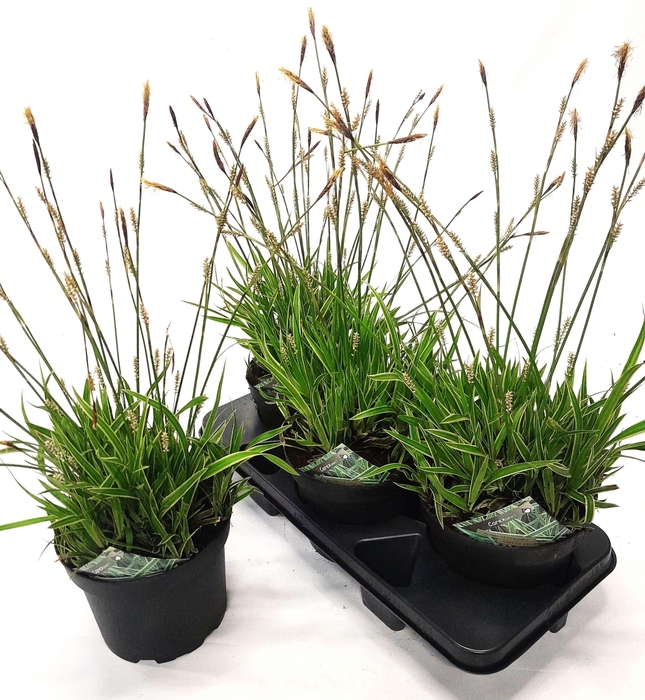 <h4>CARE MO VARIEGATA</h4>