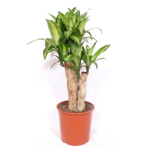 Dracaena Massangeana