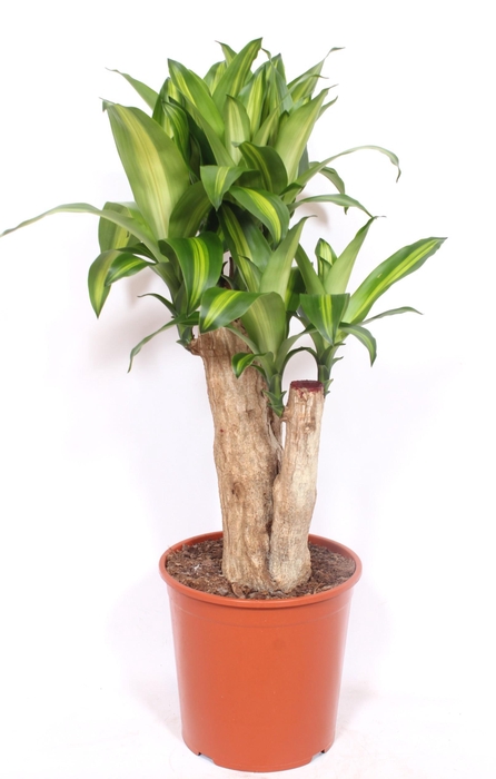 <h4>Dracaena Massangeana</h4>