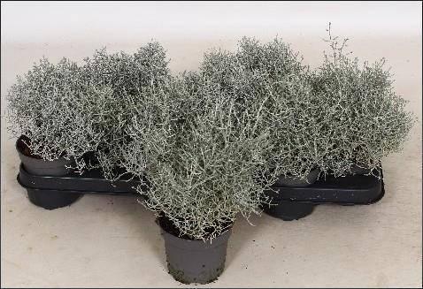 <h4>LEUCOPH BROWNII</h4>