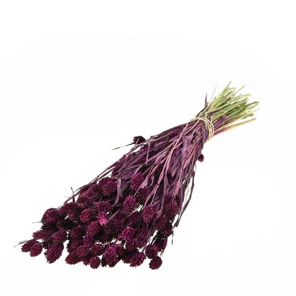 <h4>Phalaris Prune</h4>