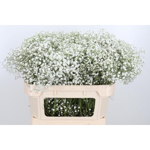 Gyps Pa Xlence 70 20